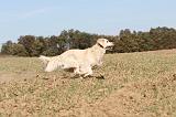 GOLDEN RETRIEVER 130